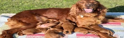 Irish Setter dogs for sale: Merida - Ad 4