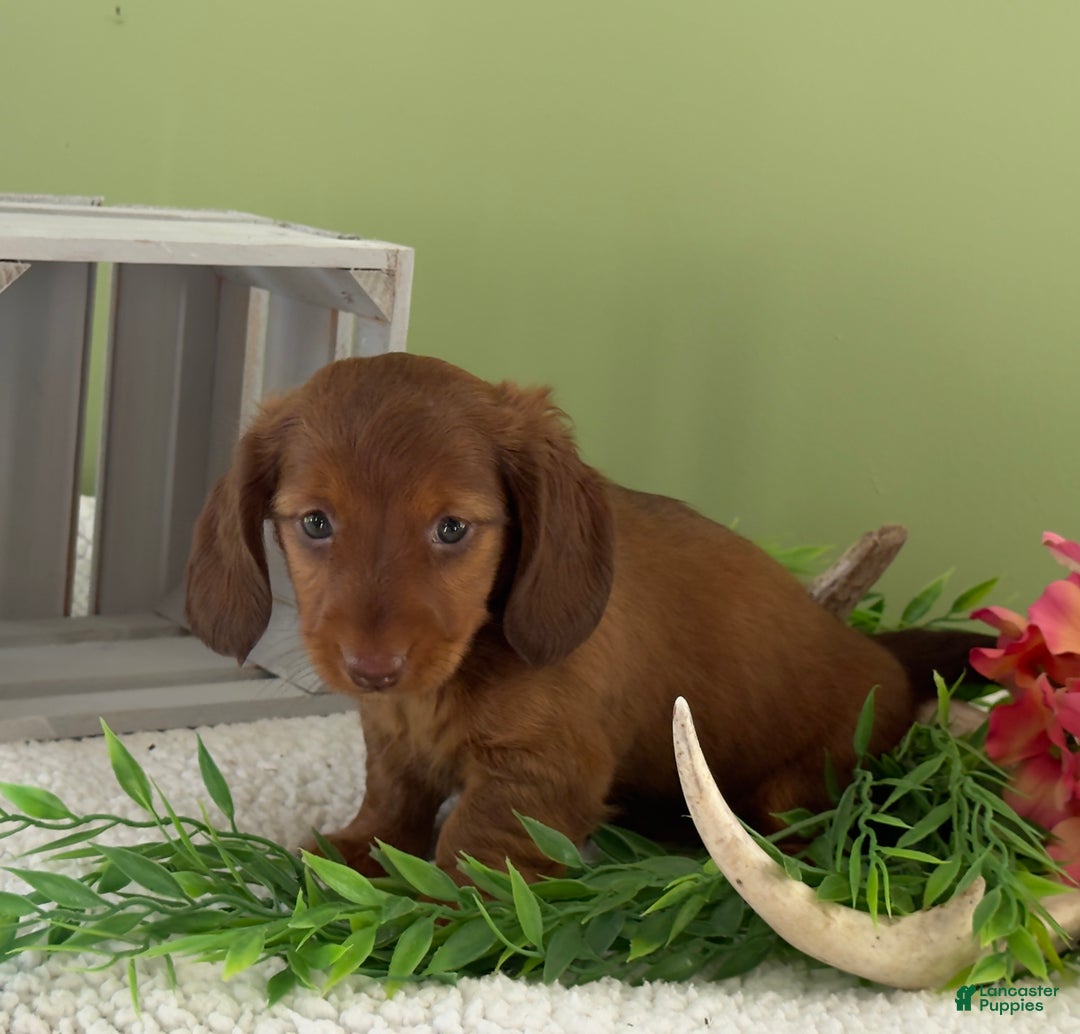 Miniature Dachshund dogs for sale: Jacki - Ad 4