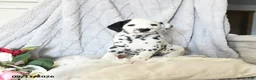 Dalmatian dogs for sale: Turbo - Ad 2