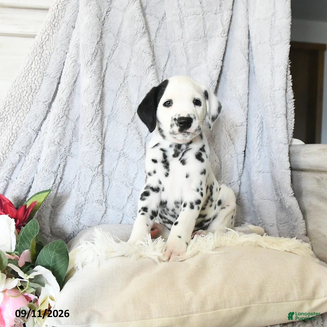 Dalmatian dogs for sale: Turbo - Ad 2