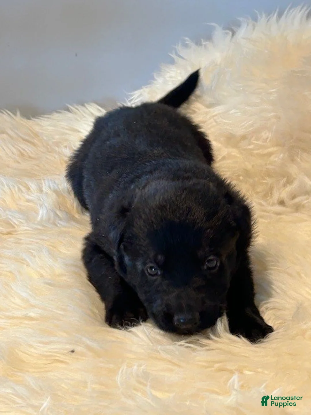 German Shepherd dogs for sale: German Shepherd Puppy 2 - Ad 3