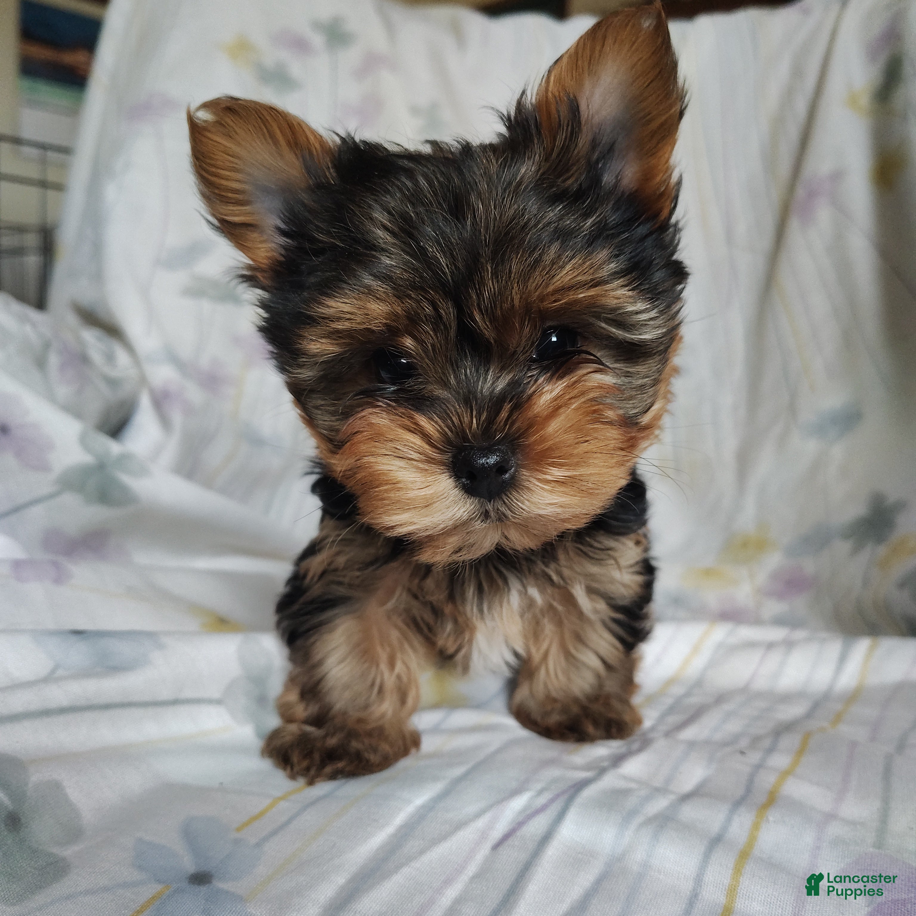 Yorkshire Terrier dogs Cindy - Ad 11