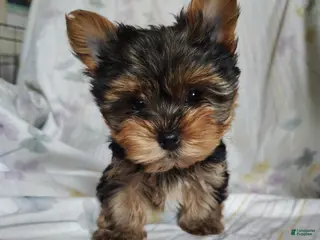 Yorkshire Terrier dogs Cindy - Ad 1