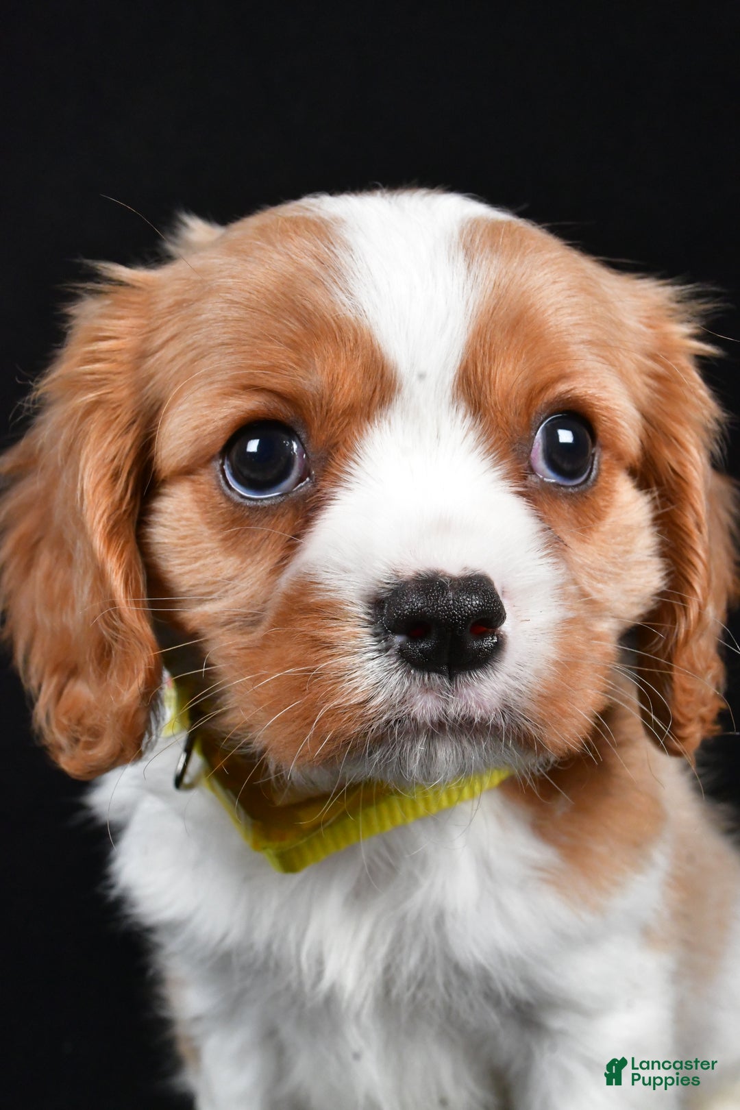 Cavalier King Charles Spaniel dogs for sale: Travis - Ad 2