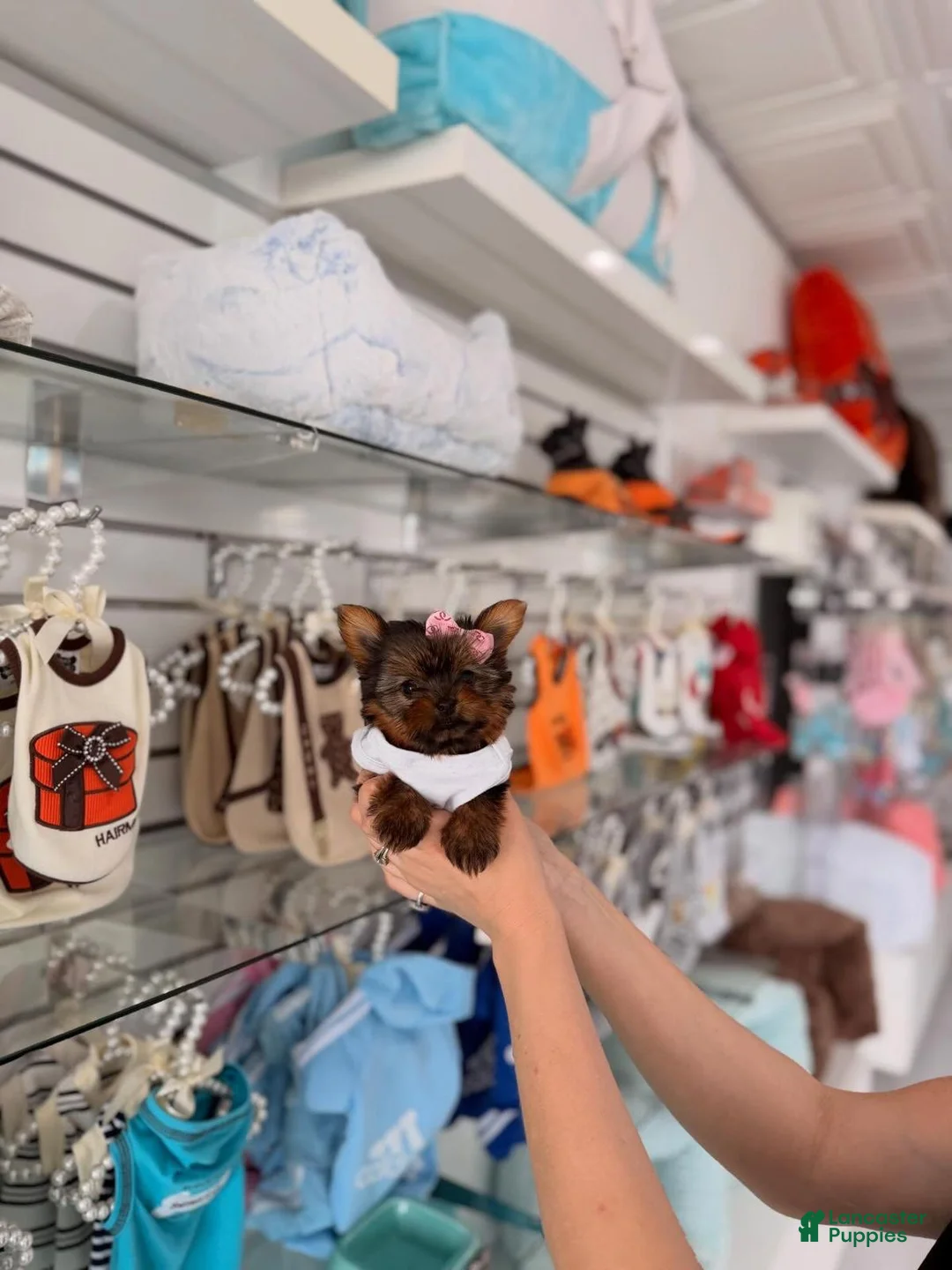 Yorkiepoo dogs for sale: Sissy - Ad 3