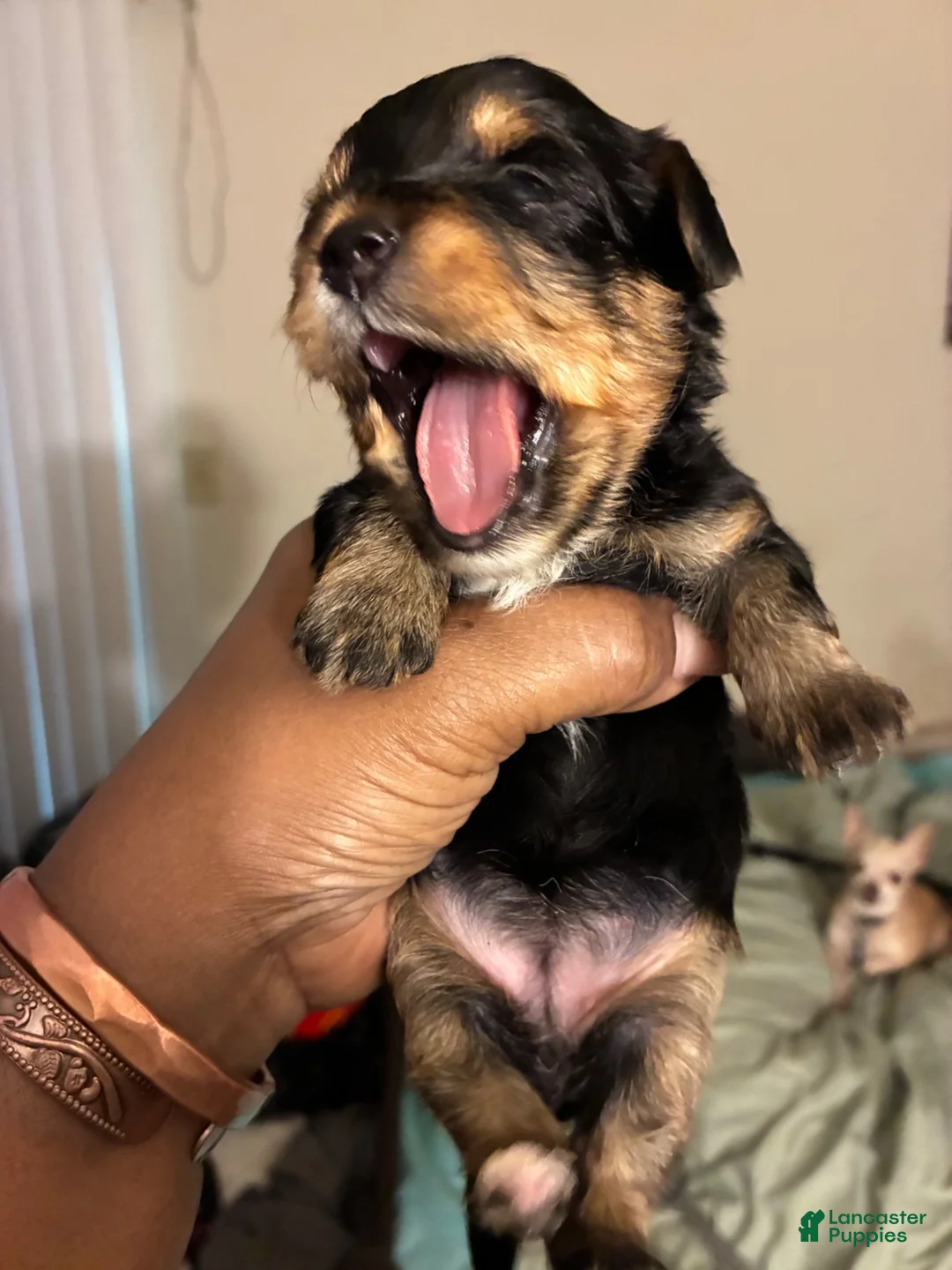 Mixed Breed dogs for sale: Peanut  - Ad 1