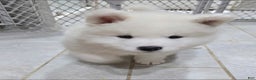 Samoyed dogs for sale: Rainbow - Ad 1