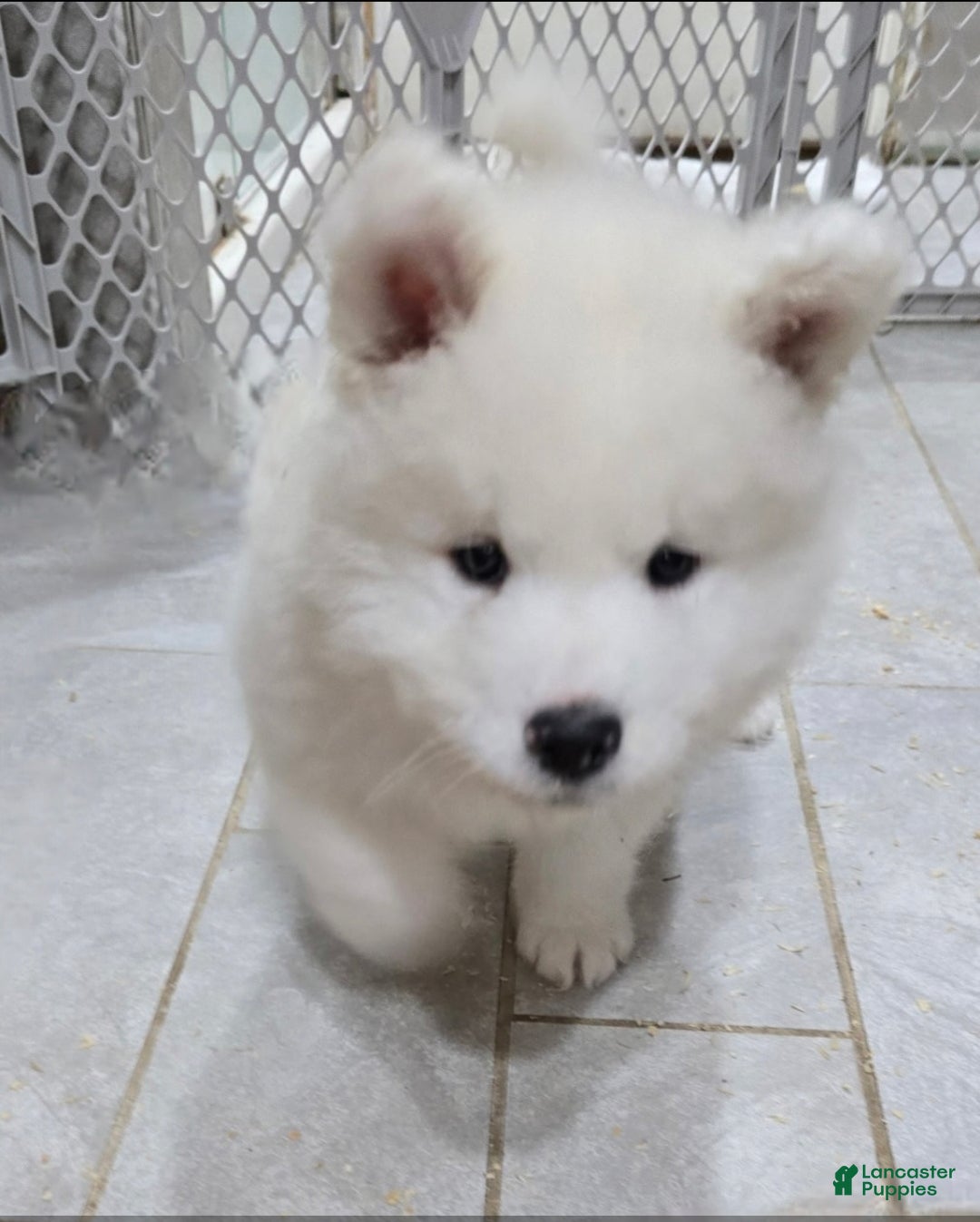 Samoyed dogs for sale: Rainbow - Ad 1