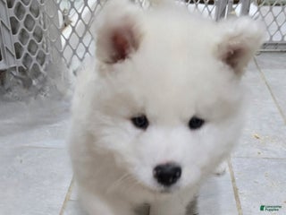 Samoyed dogs Rainbow - Ad 5