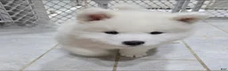 Samoyed dogs for sale: Lavie - Ad 4