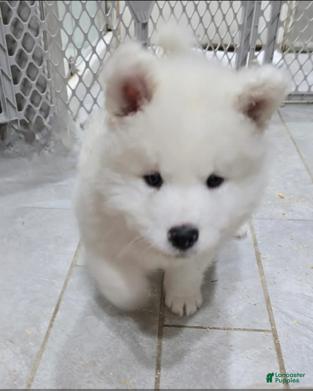 Samoyed dogs for sale: Lavie - Ad 4