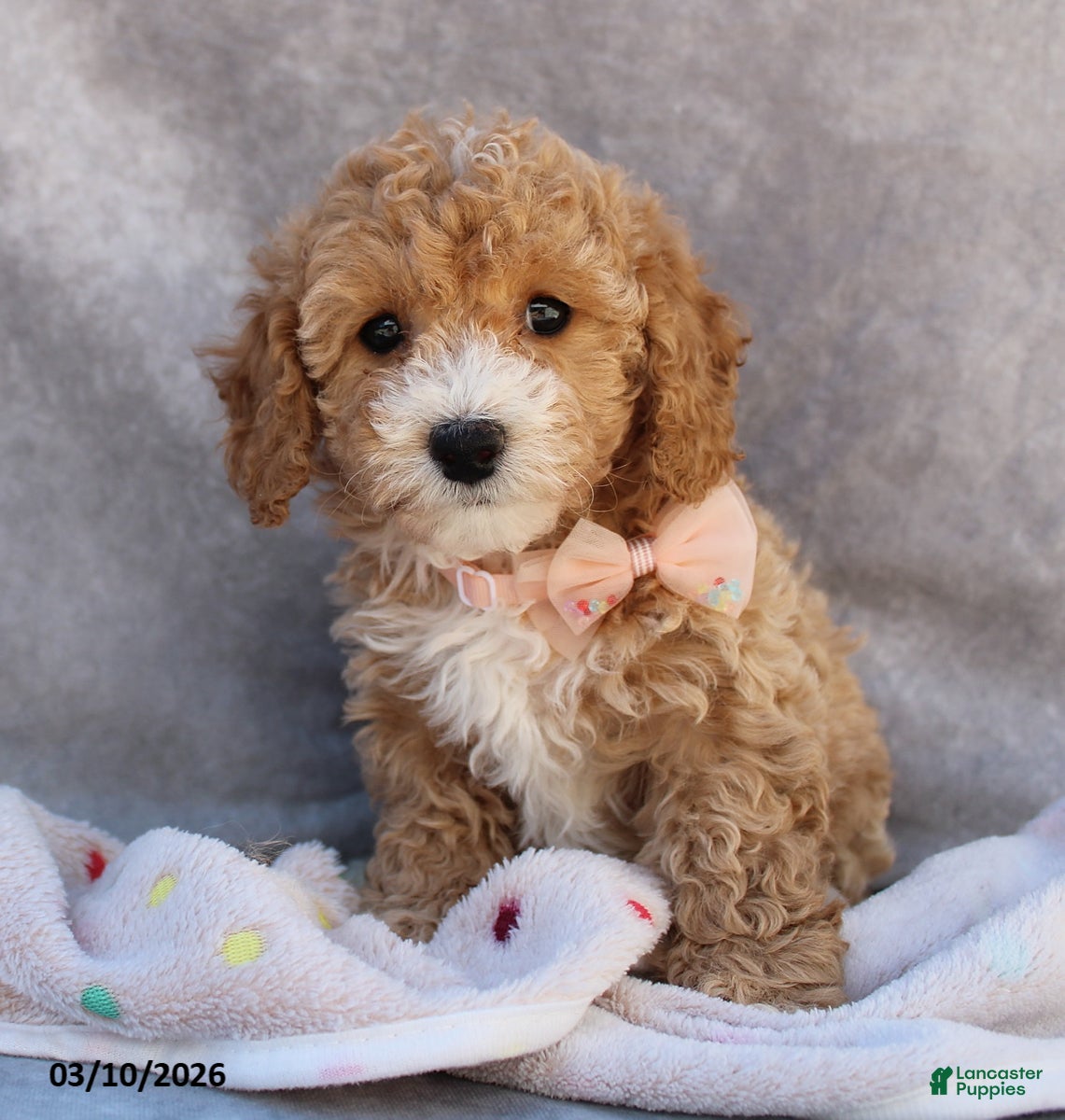 Bichpoo dogs Cierra - Ad 1