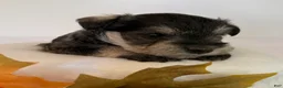 Miniature Schnauzer dogs for sale: Sophie Miniature Schnauzer  - Ad 4