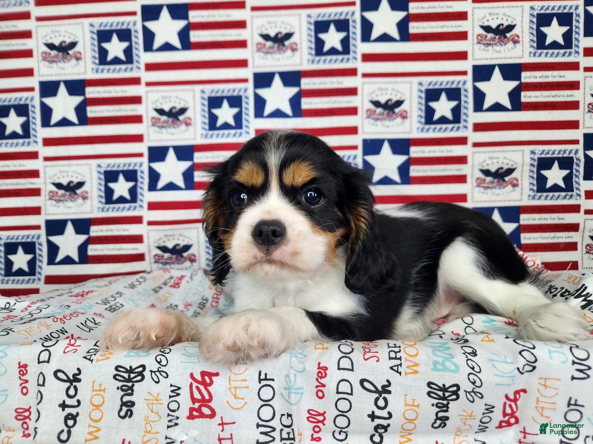 Cavalier King Charles Spaniel dogs Zoro - Ad 2