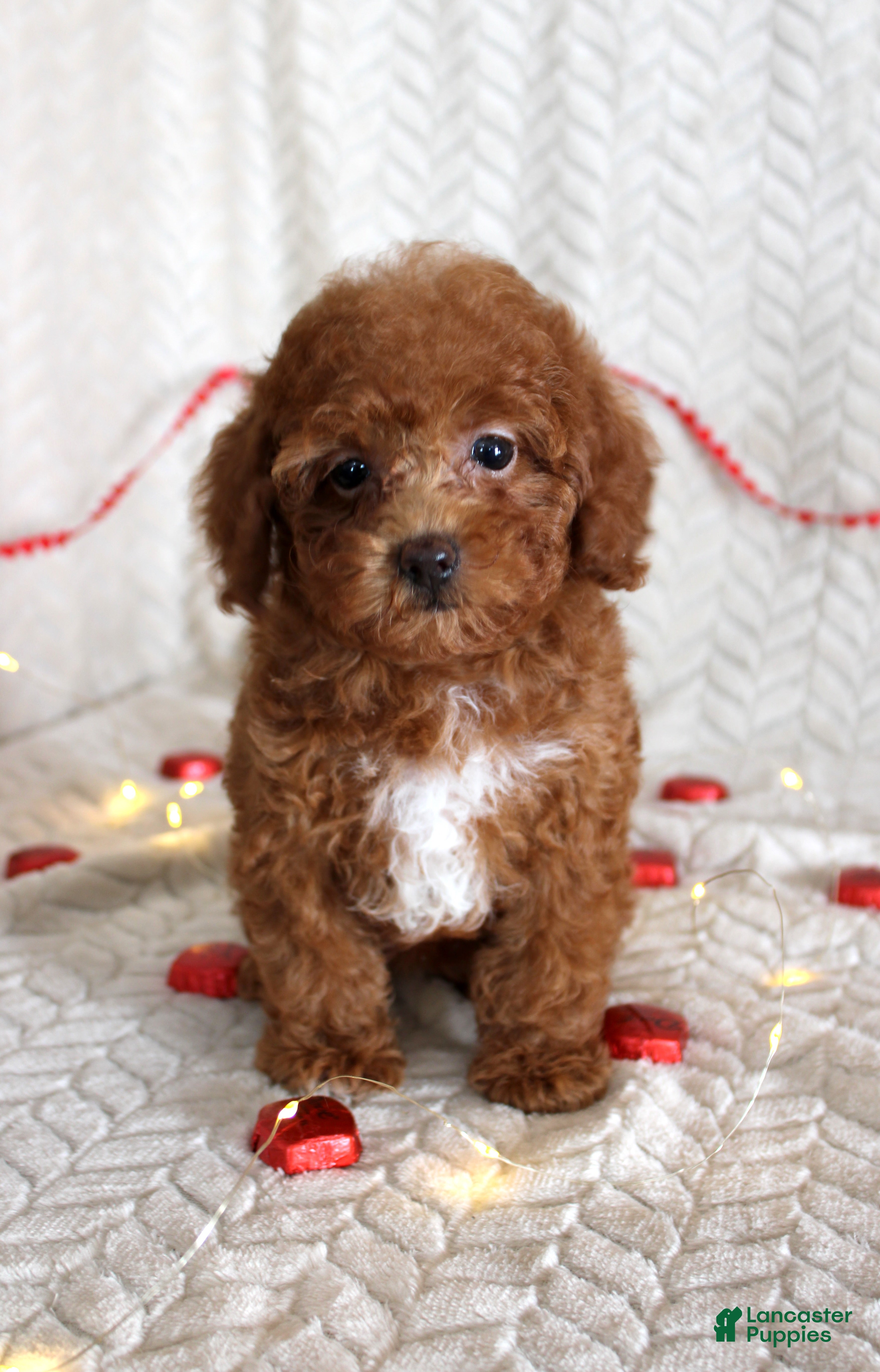 Toy Poodle dogs Allie - Ad 27