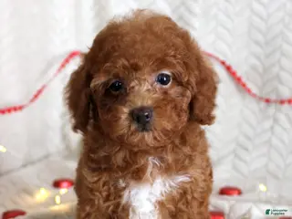 Toy Poodle dogs Allie - Ad 27