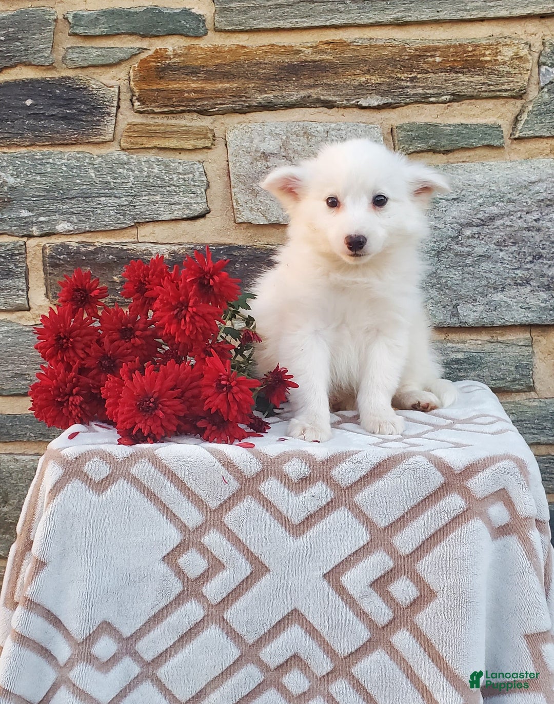 Mixed Breed dogs for sale: Bean - Ad 1