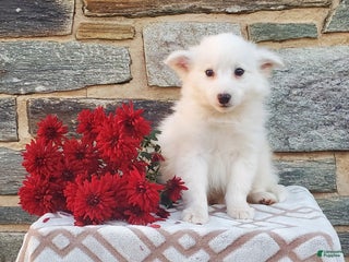 Mixed Breed dogs Bean - Ad 7