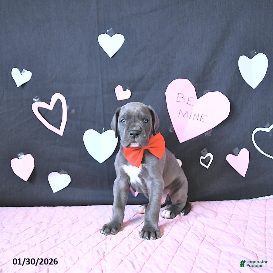 Great Dane dogs Lewis - Ad 3