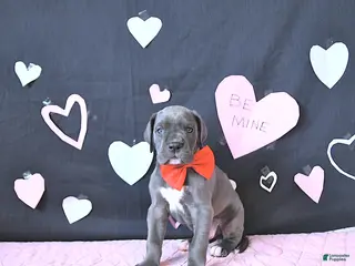 Great Dane dogs Lewis - Ad 3