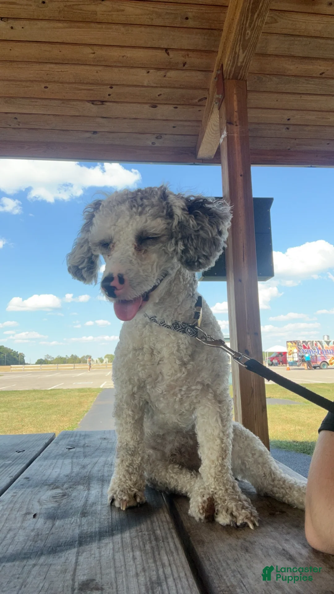 Toy Poodle dogs for stud: Maverick  - Ad 2