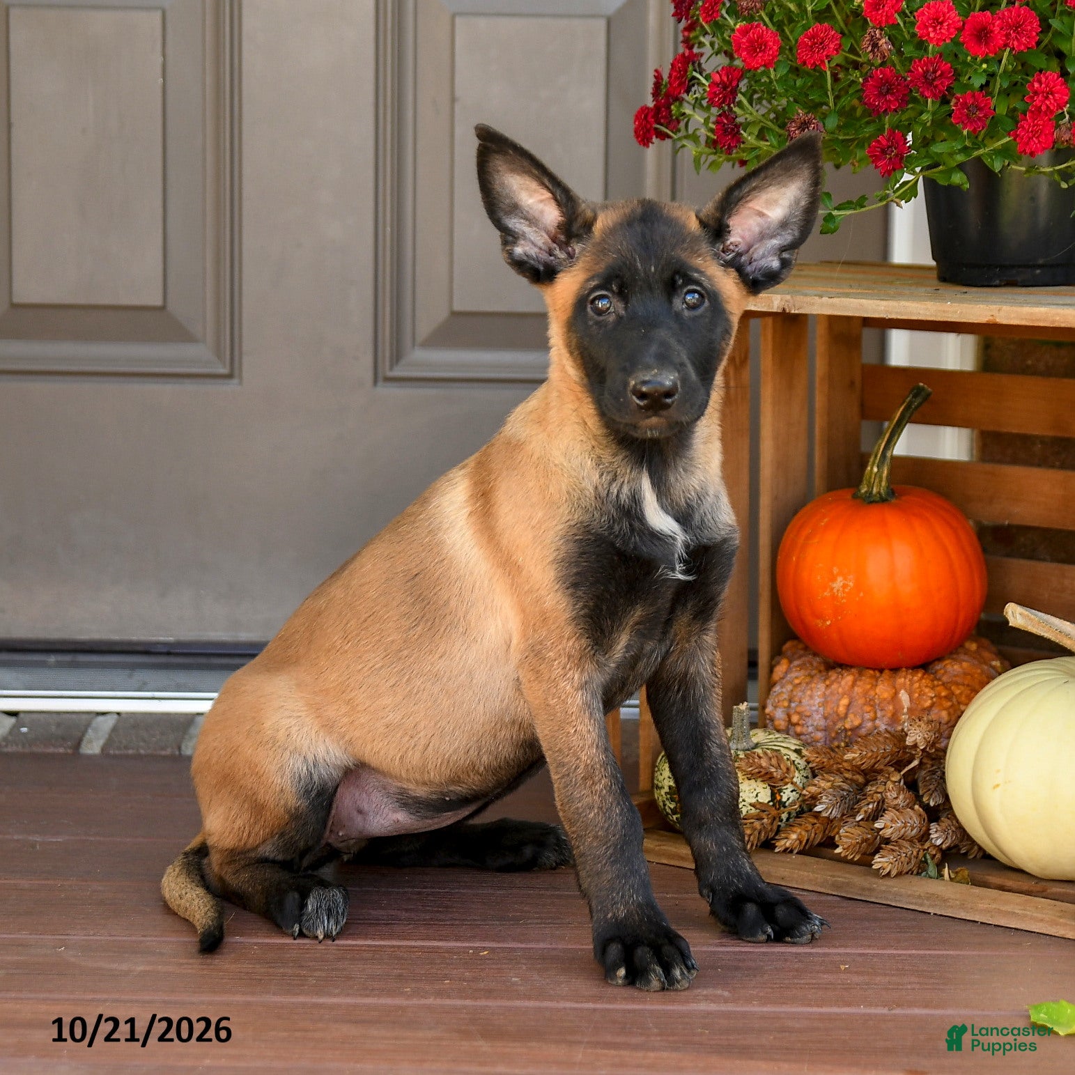 Belgian Malinois dogs for sale: Athena - Ad 1