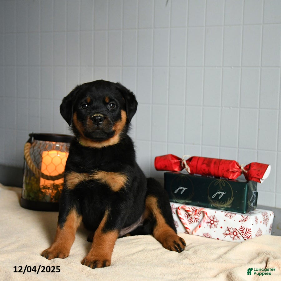 Rottweiler dogs Snickers - Ad 18