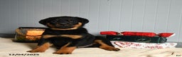 Rottweiler dogs for sale: Snickers - Ad 1