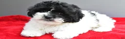 Teddy Bear dogs for sale: Sugar - Ad 3