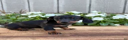 Miniature Dachshund dogs for sale: Coffee - Ad 6