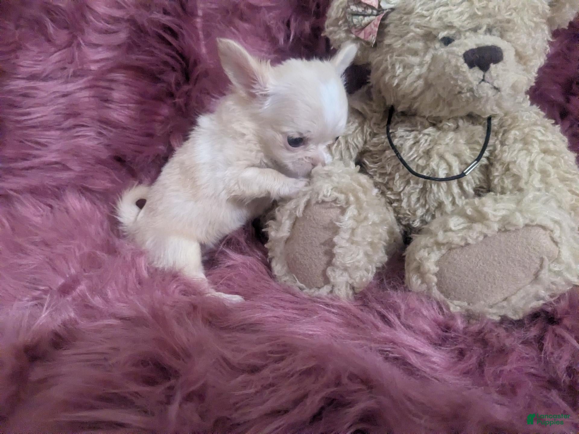 Chihuahua dogs Lisa Marie LC Apple Head   - Ad 16