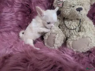 Chihuahua dogs Lisa Marie LC Apple Head Videos - Ad 7