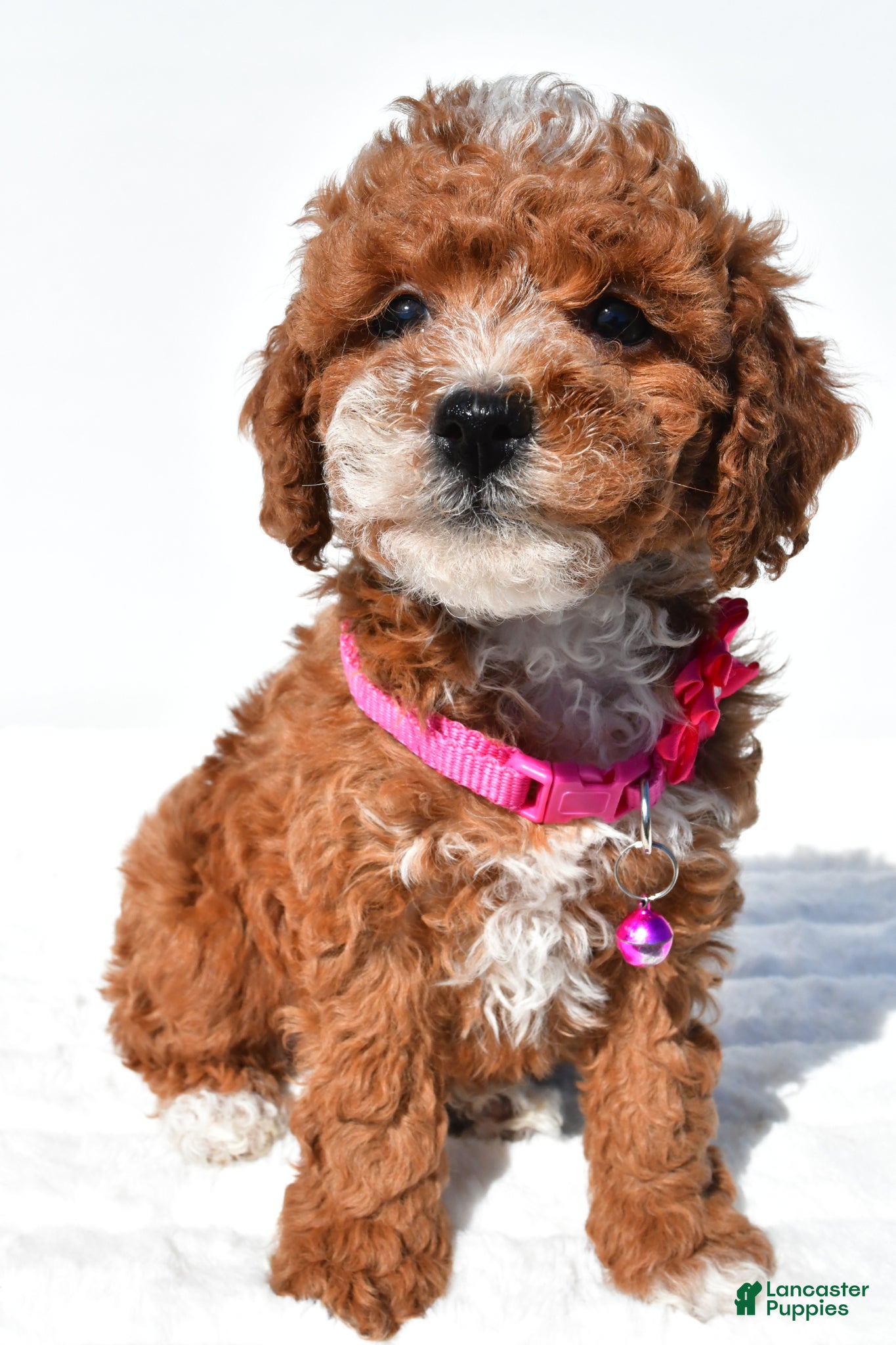 Miniature Poodle dogs for sale: Stacey - Ad 4