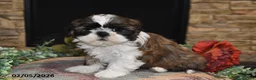 Shih Tzu dogs for sale: Chloe - Ad 4