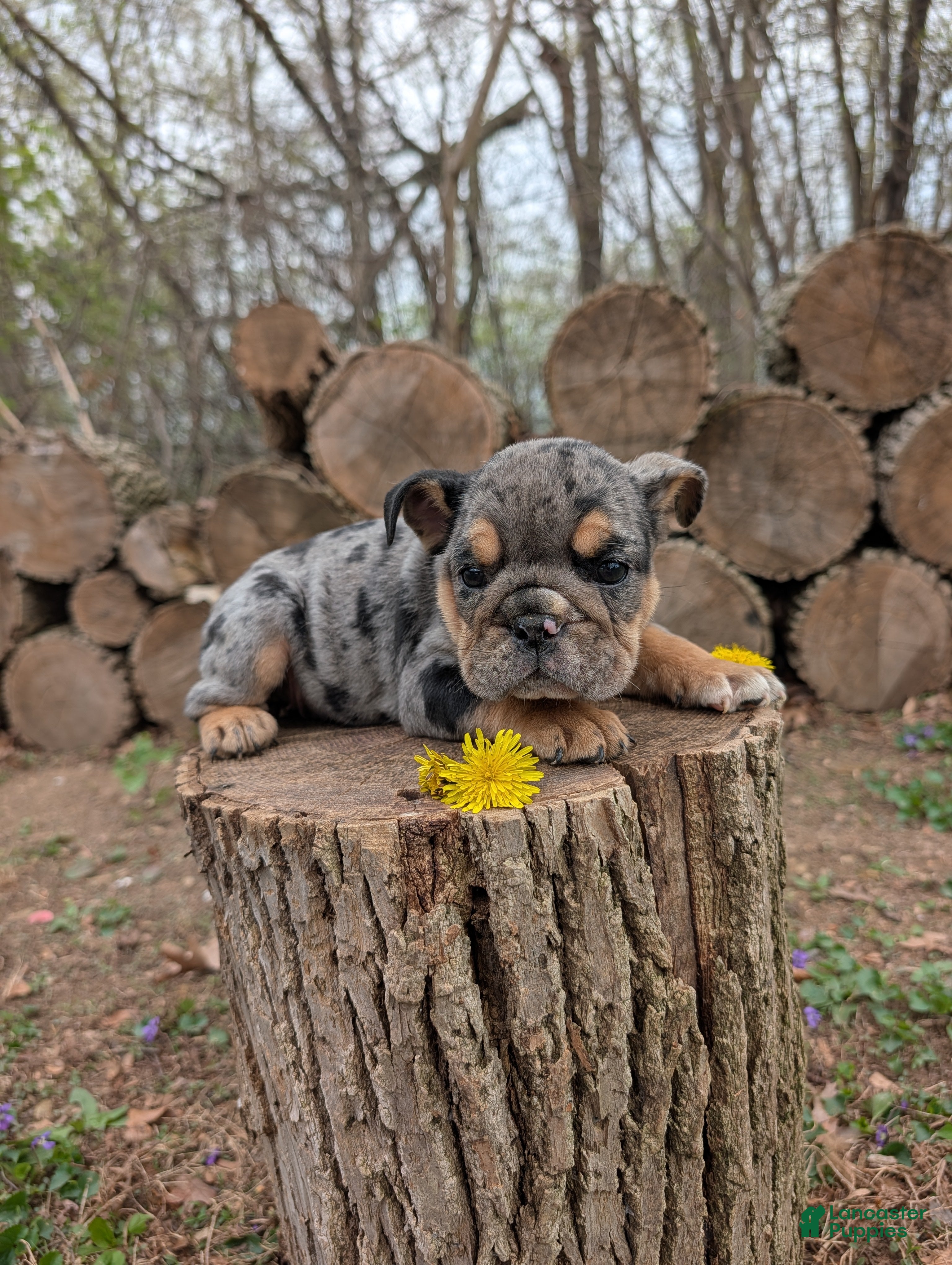 English Bulldog dogs Dandy - Ad 2