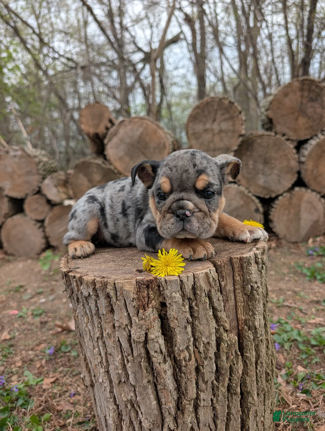 English Bulldog dogs for sale: Dandy - Ad 2