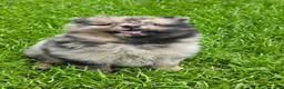 Pomeranian dogs for sale: Boy 1  - Ad 2