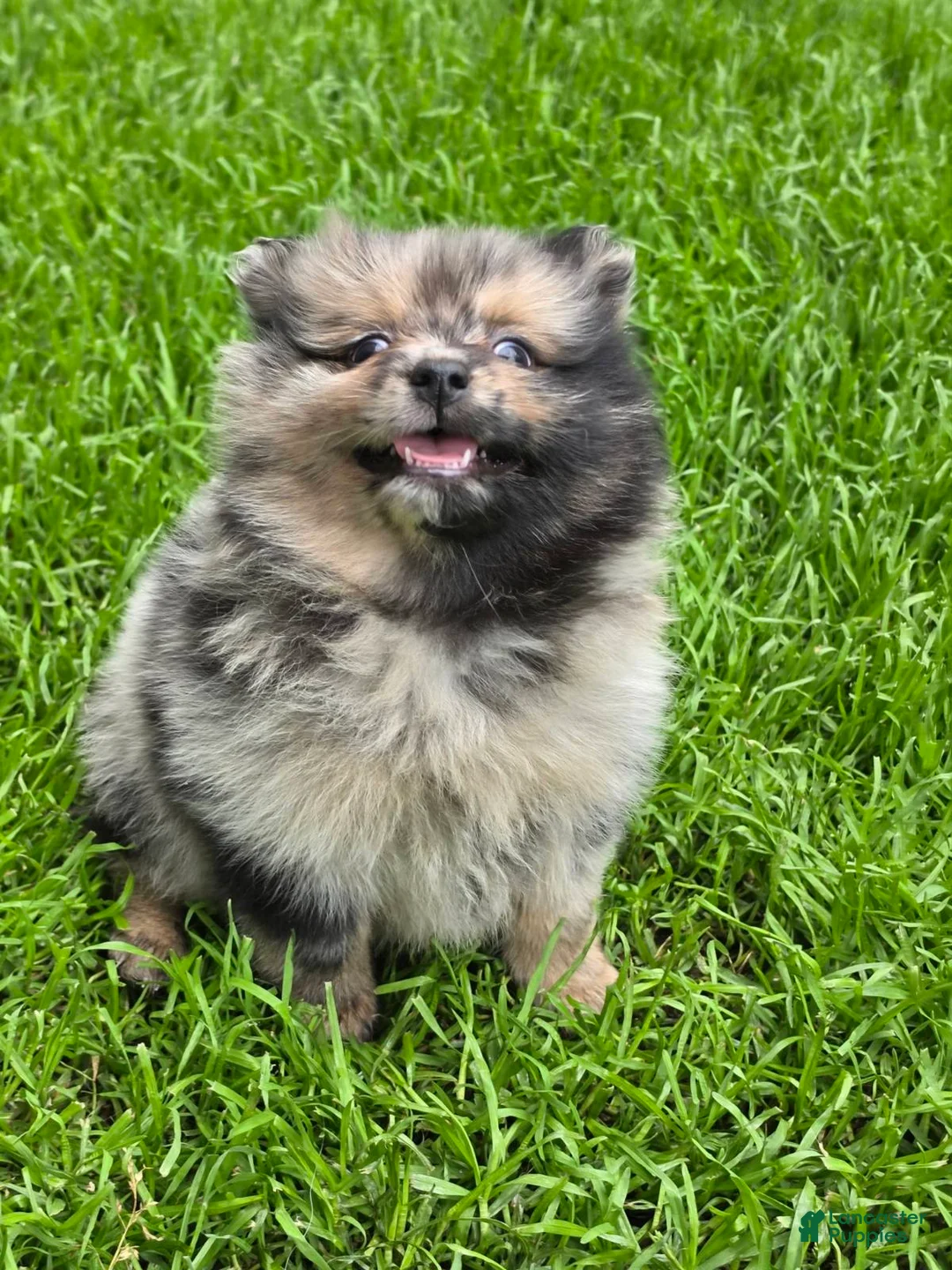 Pomeranian dogs for sale: Boy 1  - Ad 2