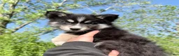 Pomsky dogs for sale: Meadow  - Ad 1