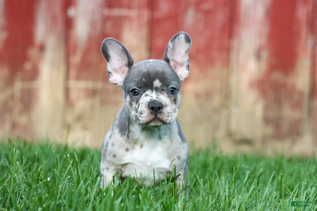 Frenchton dogs for sale: MINDY - Ad 1