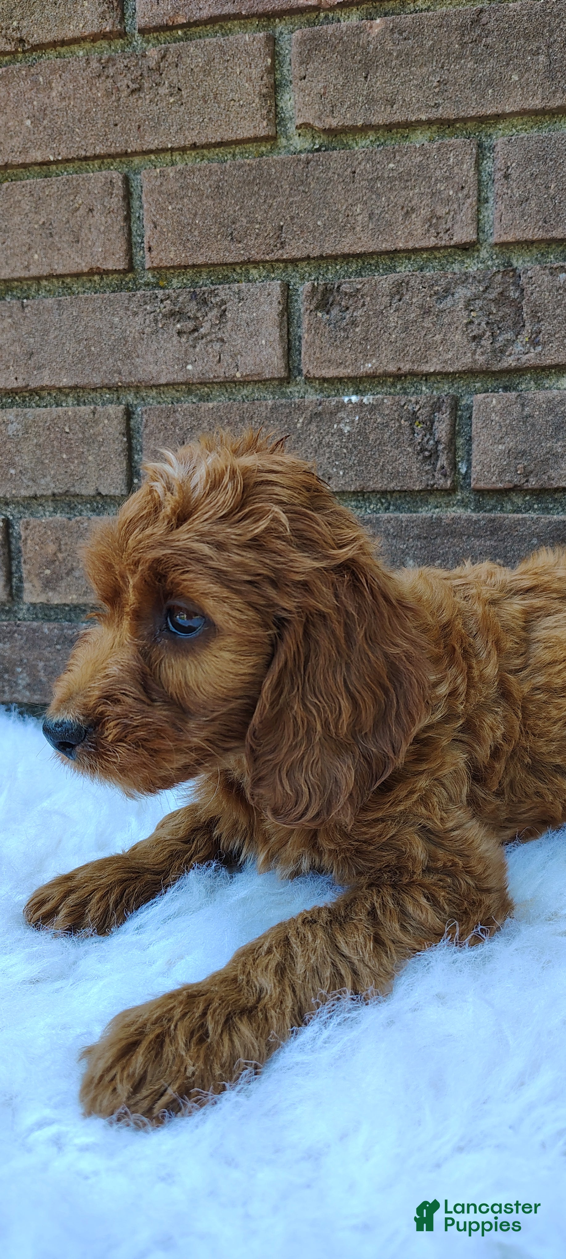 Irish Doodle dogs Clover - Ad 1