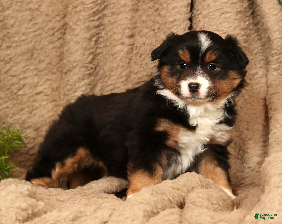 Miniature Australian Shepherd dogs for sale: Denise - Ad 6