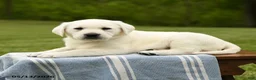 Labrador Retriever dogs for sale: Shavonne - Ad 3