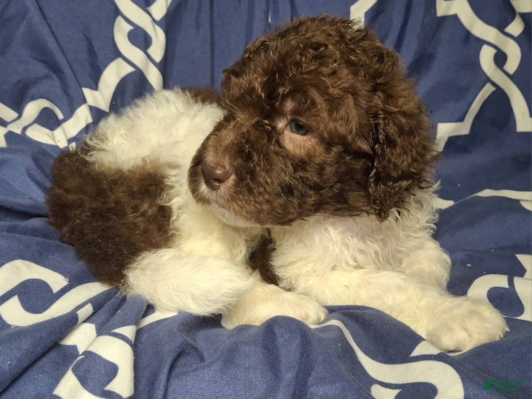 Labradoodle dogs for sale: Juniper *REDUCED* - Ad 2