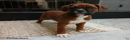 Boxer dogs for sale: Rocket - Ad 2