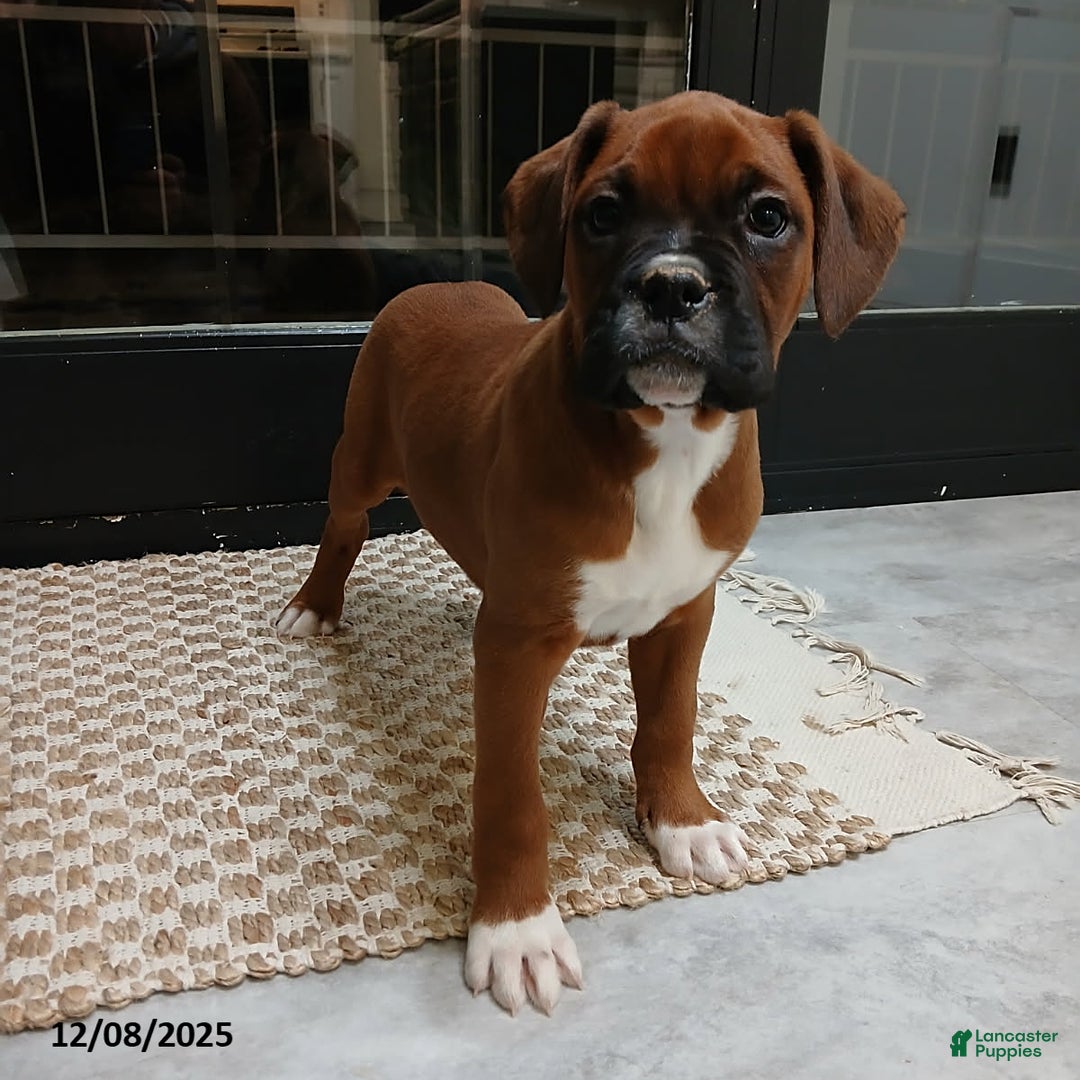 Boxer dogs for sale: Rocket - Ad 2