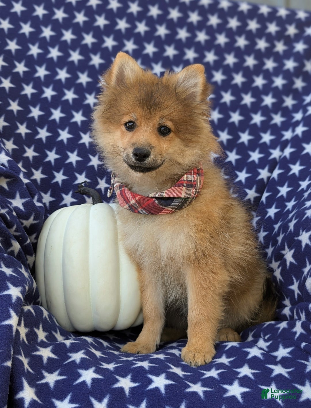 Pomeranian dogs for sale: MacDuff Genetic Testing 9 lbs Full Grown - Ad 1