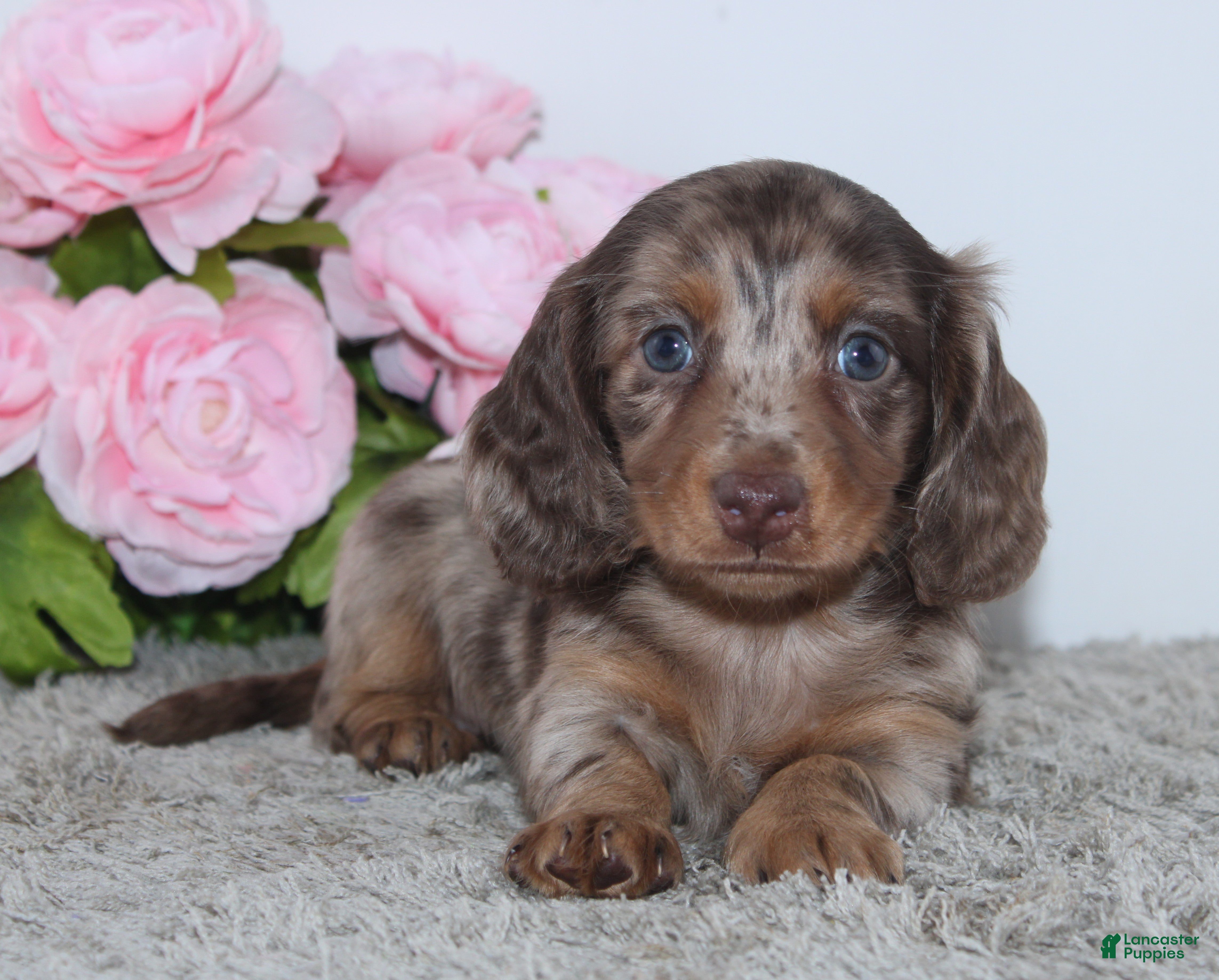 Miniature Dachshund dogs for sale: Rose - Ad 1