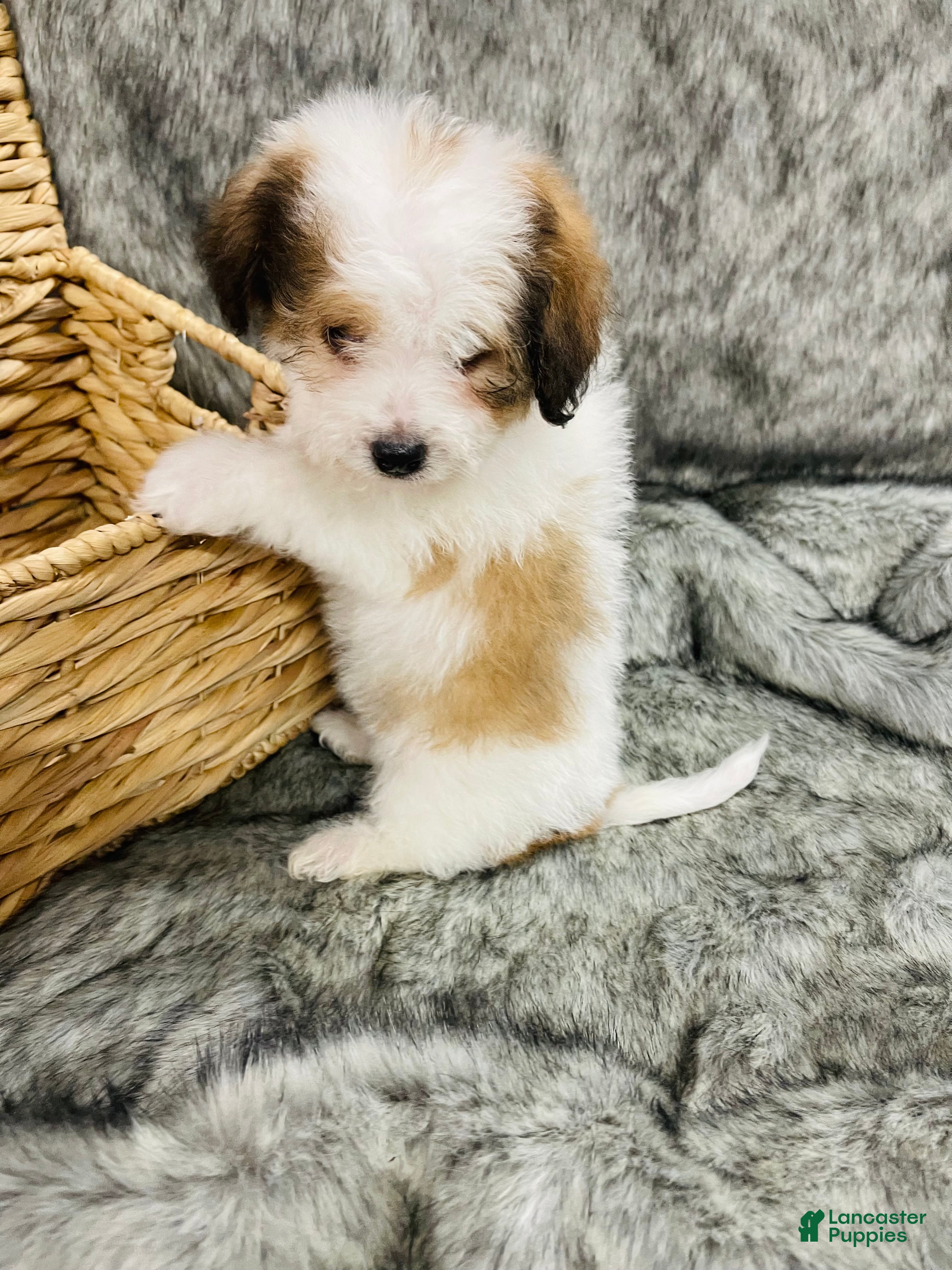 Mixed Breed dogs Chanel - Ad 9