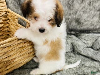 Mixed Breed dogs Chanel - Ad 17